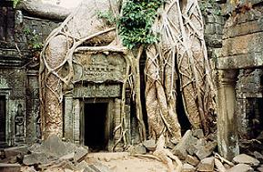 Ta prohm Temple, angkor tours, angkor travel